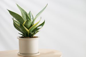 plante anti humidité